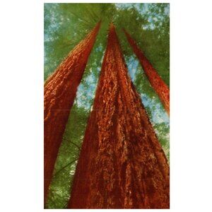 Postcard 1953 Chrome era Looking up at the Redwoods Muri Woods California